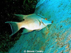 Hogfish seen in Grand Bahamas May 2009.  Photo taken with... by Bonnie Conley 